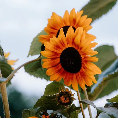 Glamping Boszee Luxury tent