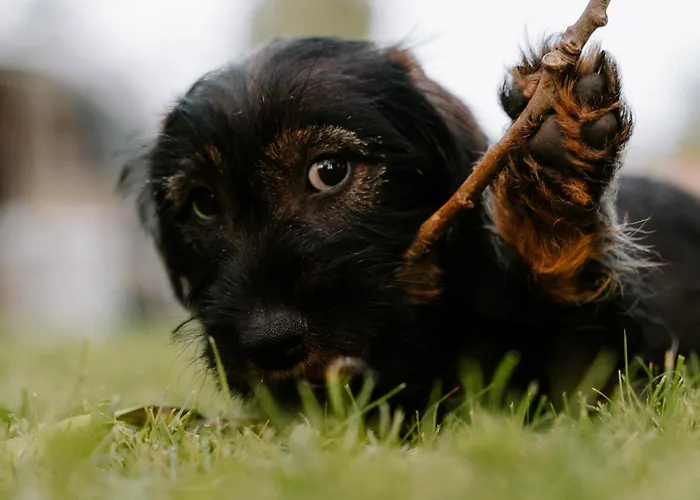 Glamping Boszee אוהל מפואר *